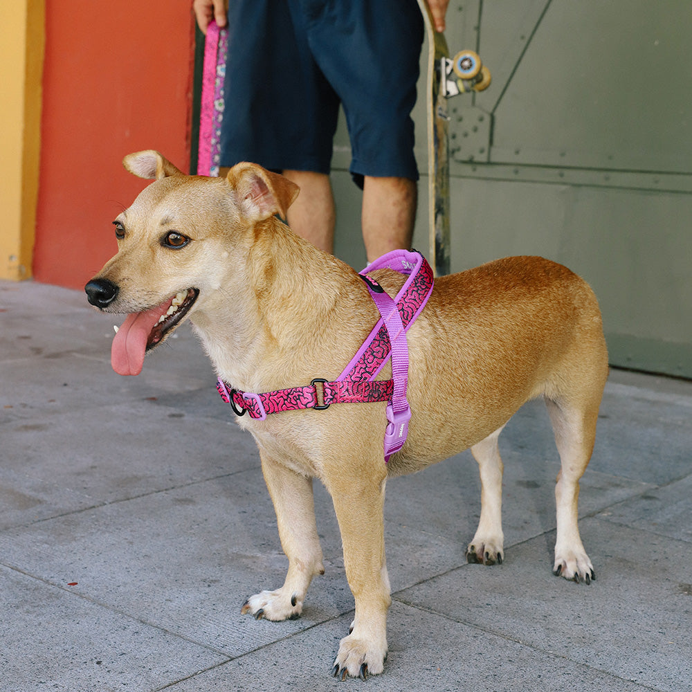 999529 ZEE.TOWN BRAIN SOFTER WALK HARNESS S ジータウン ブレイン ソフターウォークハーネス S