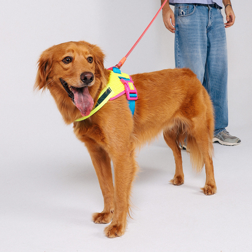 999872 CMYK FLY HARNESS S(2) CMYK フライハーネス S