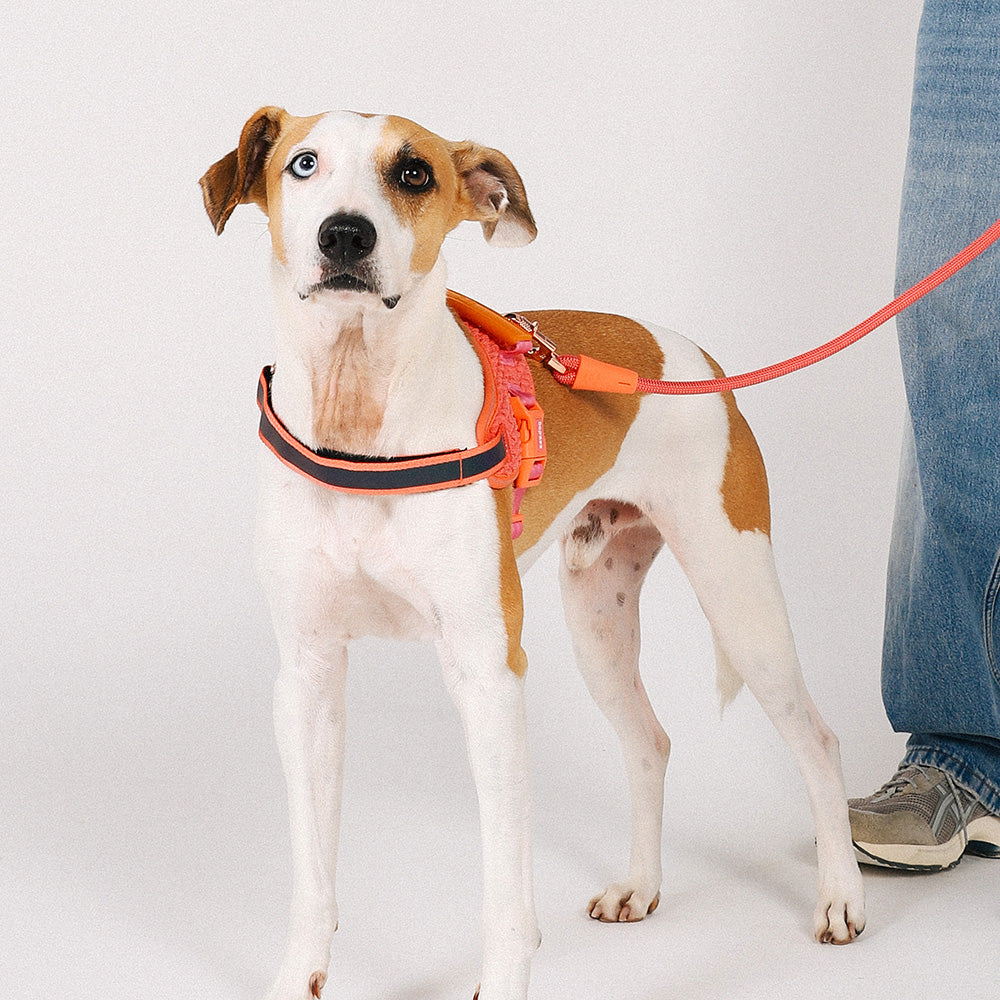 999866 GAZELLE FLY HARNESS XS(1) ガゼル フライハーネス XS