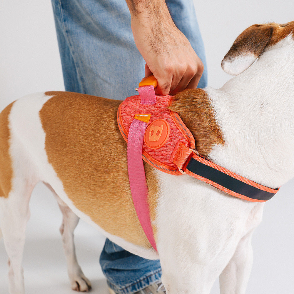 999866 GAZELLE FLY HARNESS XS(1) ガゼル フライハーネス XS