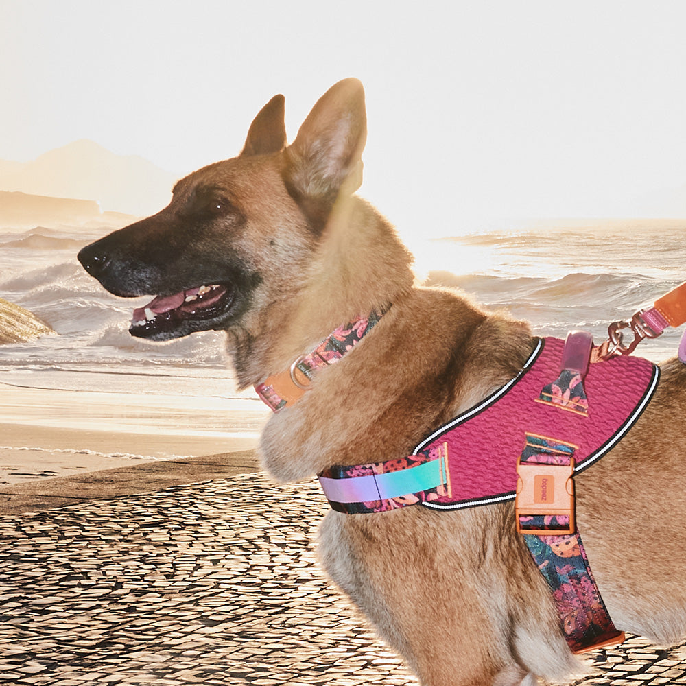 760034 FARM RIO SELVA COLLAR S ファームリオ セルバ カラー S