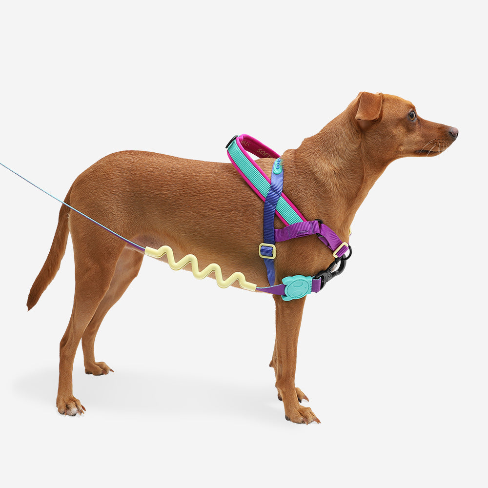 999062 SHOCKWAVE SOFTER WALK HARNESS S ショックウェーブ ソフターウォークハーネス S