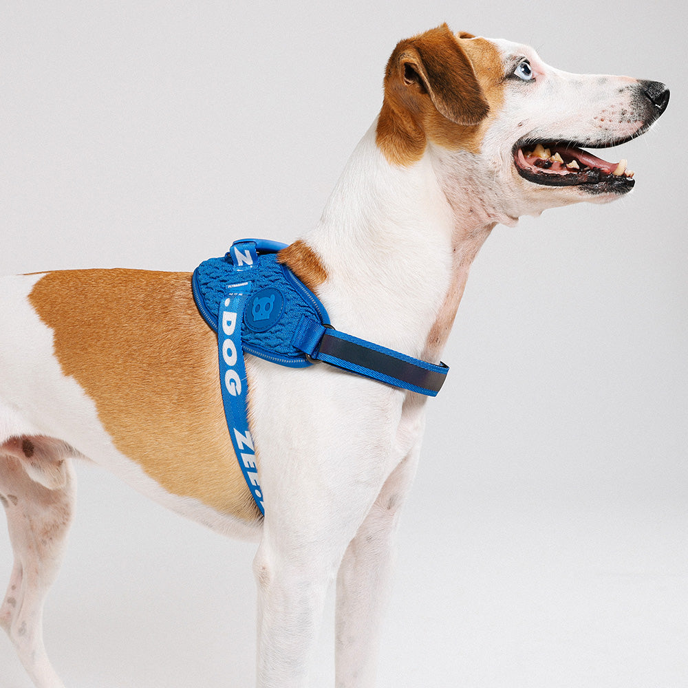 999876 SLAM DUNK FLY HARNESS XS(1) スラムダンク フライハーネス XS