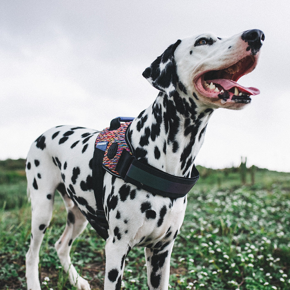 390294 VORTEX FLY HARNESS M(3) ボーテックス フライハーネス M