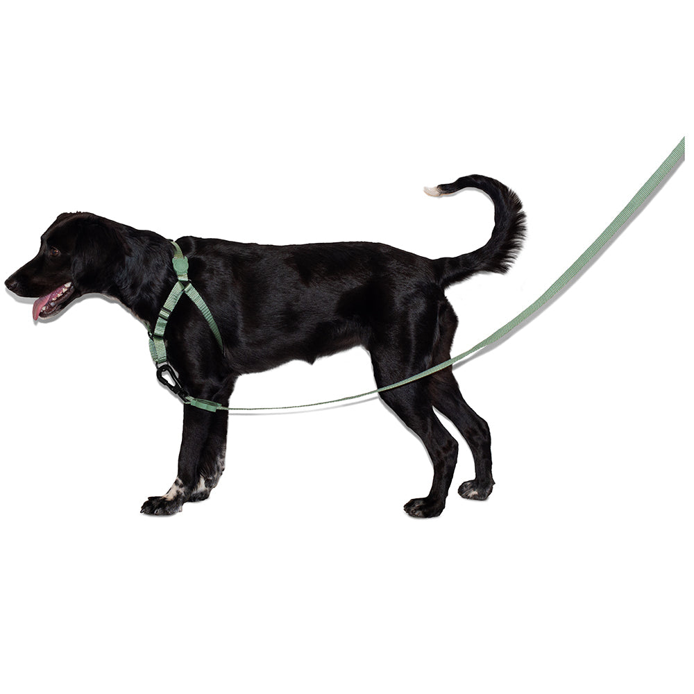 395734 ARMY GREEN LEASH L アーミーグリーン リード L