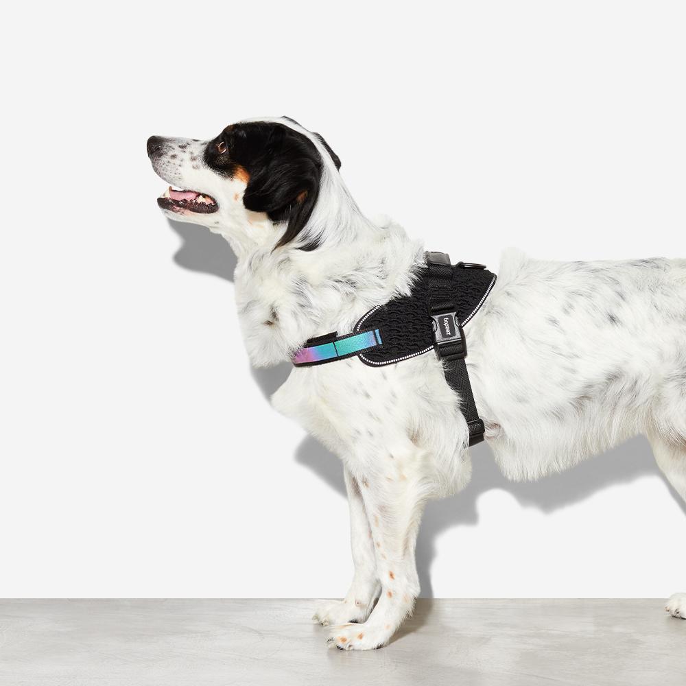 570893 GOTHAM FLY HARNESS M(3) ゴッサム フライハーネス M