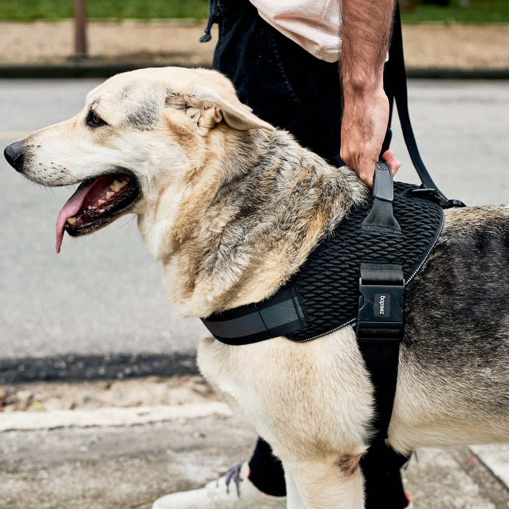 570893 GOTHAM FLY HARNESS M(3) ゴッサム フライハーネス M