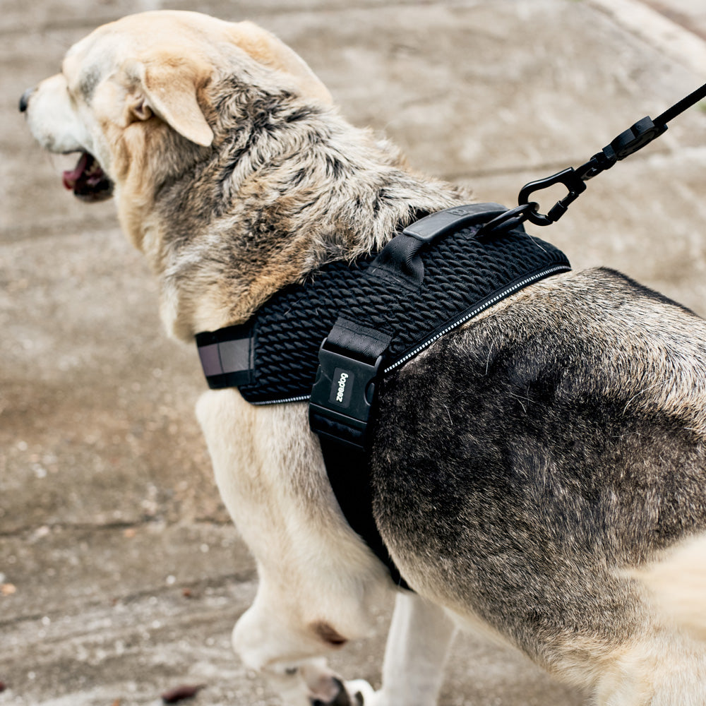 570893 GOTHAM FLY HARNESS M(3) ゴッサム フライハーネス M