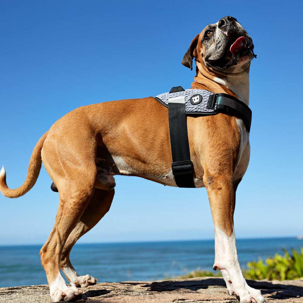 570900 URBAN FLY HARNESS XL(5) アーバン フライハーネス XL