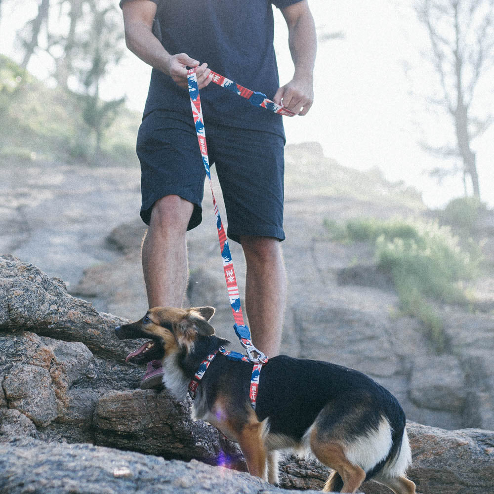 702054 FUJI LEASH XS フジ リード XS