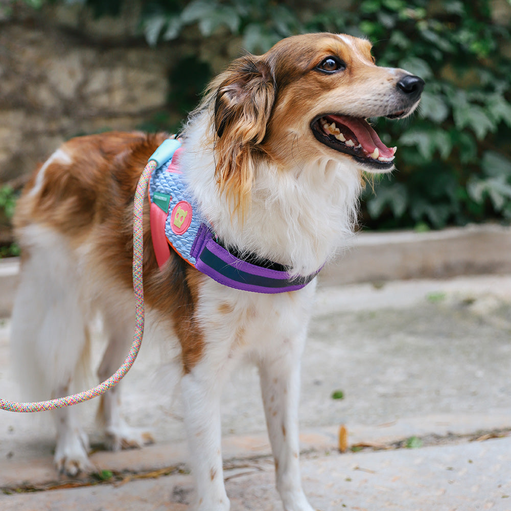 390303 GALAXY FLY HARNESS S(2) ギャラクシー フライハーネス S
