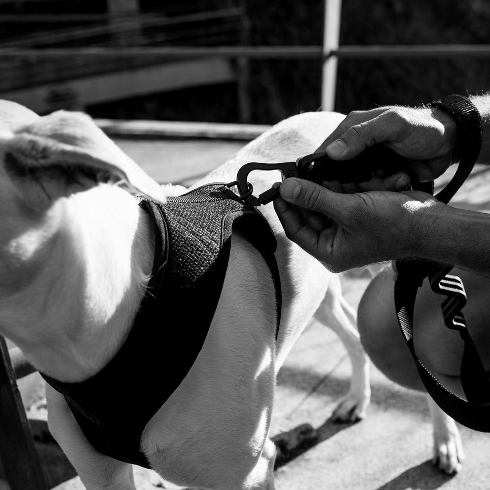 395684 GOTHAM ADJUSTABLE AIR MESH HARNESS S ゴッサム アジャスタブルメッシュハーネス S