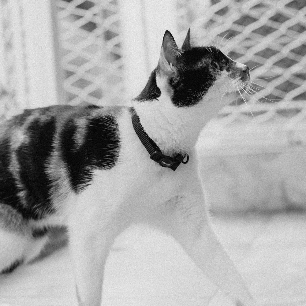 395100 zee.cat GOTHAM COLLAR ジーキャット ゴッサム カラー