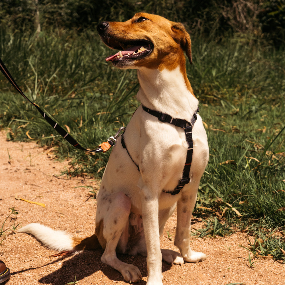 570012 PATAGONIA H-HARNESS L パタゴニア Hハーネス L