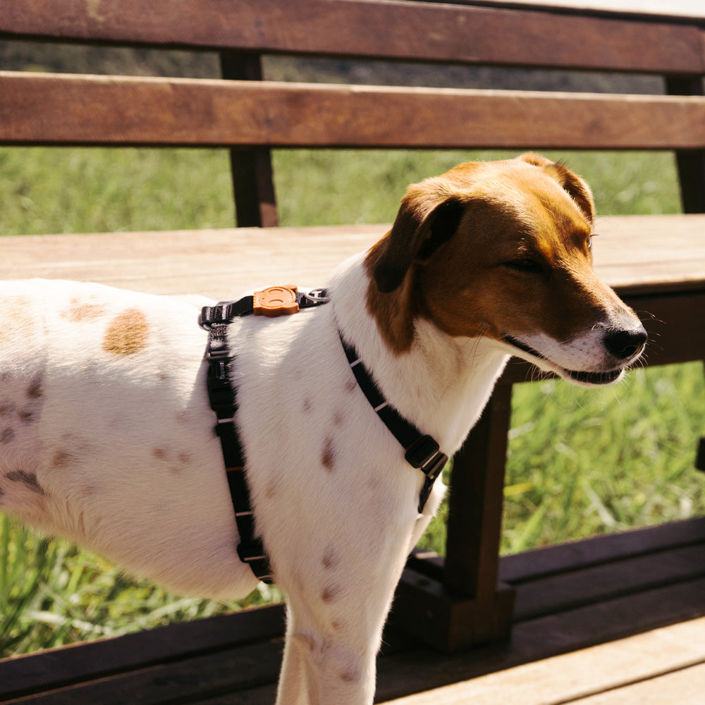 570012 PATAGONIA H-HARNESS L パタゴニア Hハーネス L