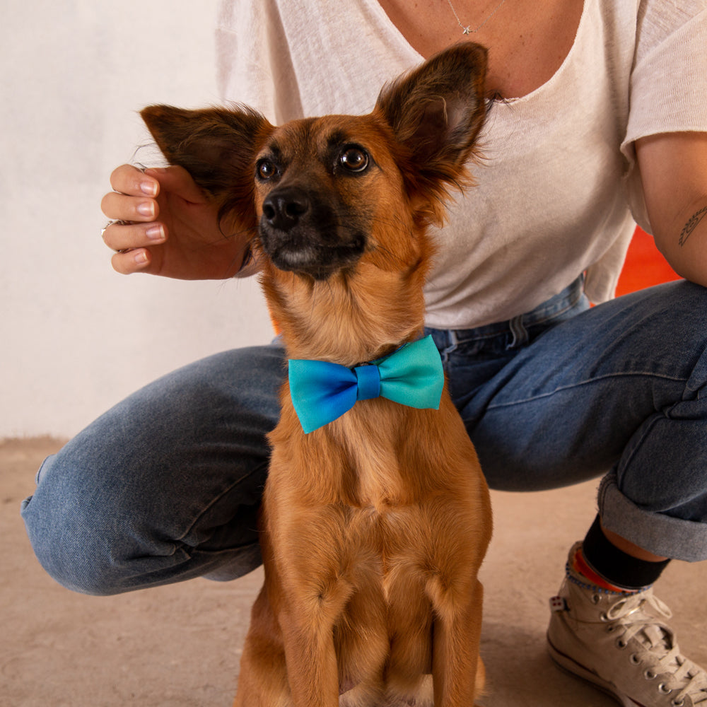 570491 TIDE BOW TIE S タイド ボウタイ S