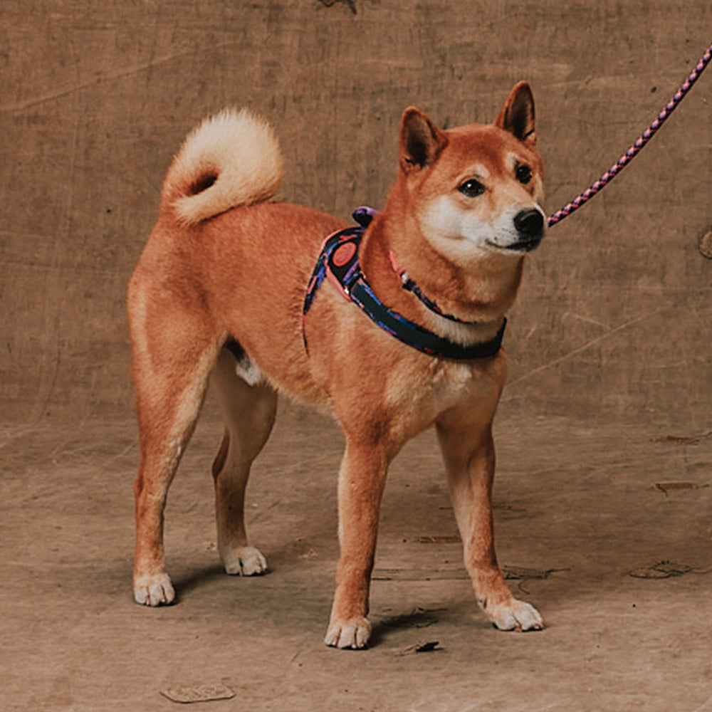 760321 Reebok COURT FLY HARNESS M(3) リーボック コート フライハーネス M