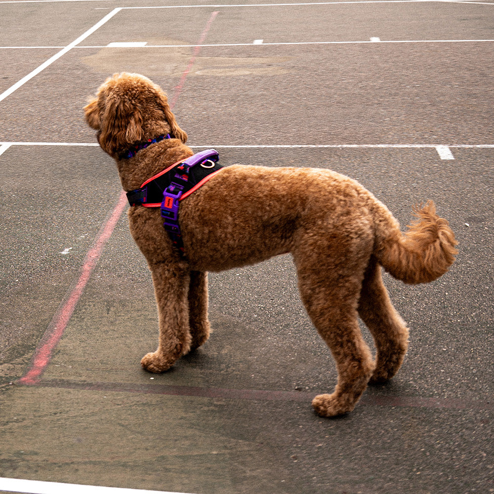 760321 Reebok COURT FLY HARNESS M(3) リーボック コート フライハーネス M