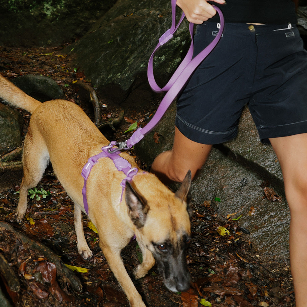 760461 NEOPRO ULTRA VIOLET LEASH S ネオプロ ウルトラバイオレット リード S