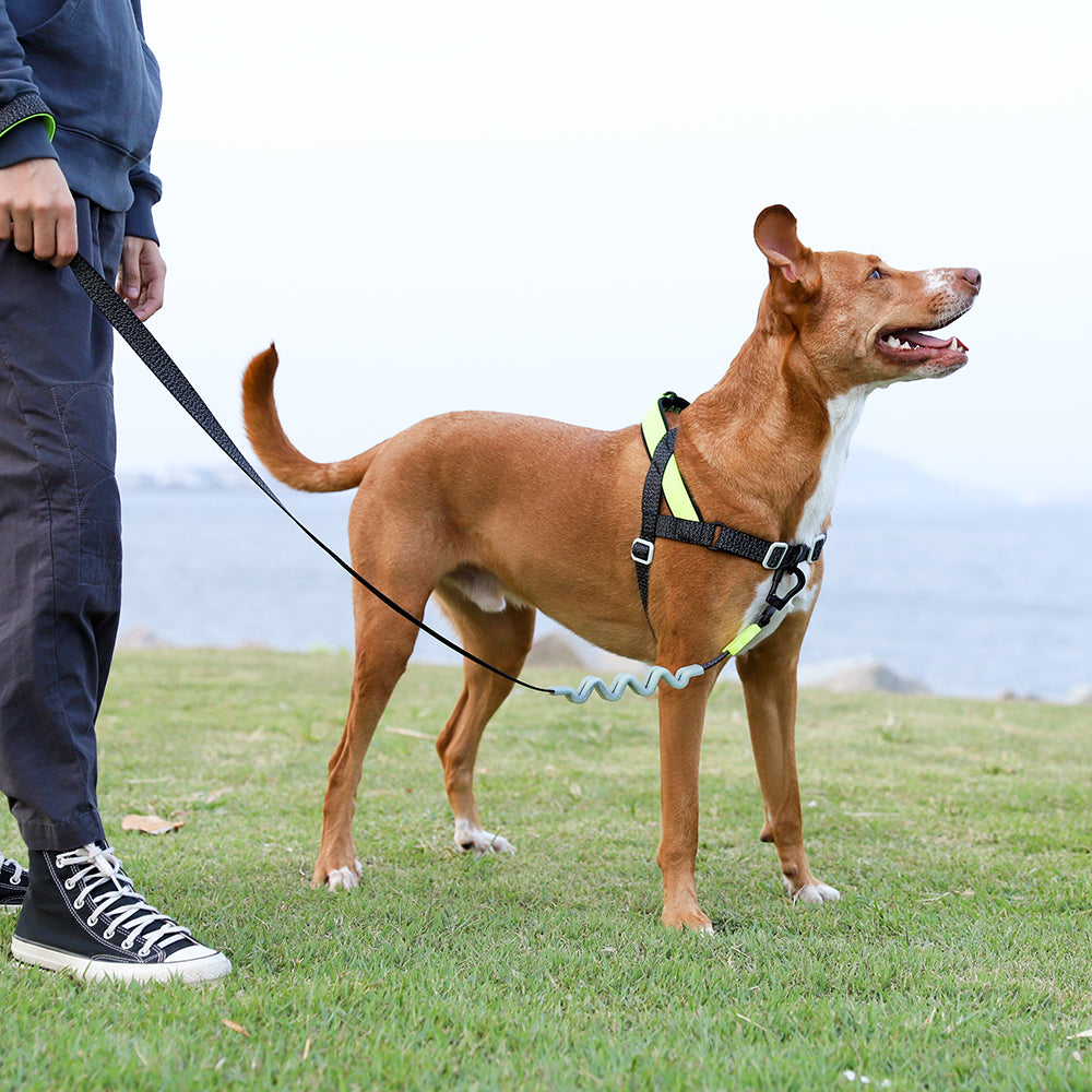 じゅんじゅんさん用zeedog ジードッグ　RUFF LEASH ラフリード じゅんじゅんさん用zeedog ジードッグ RUFF LEASH ラフリード
