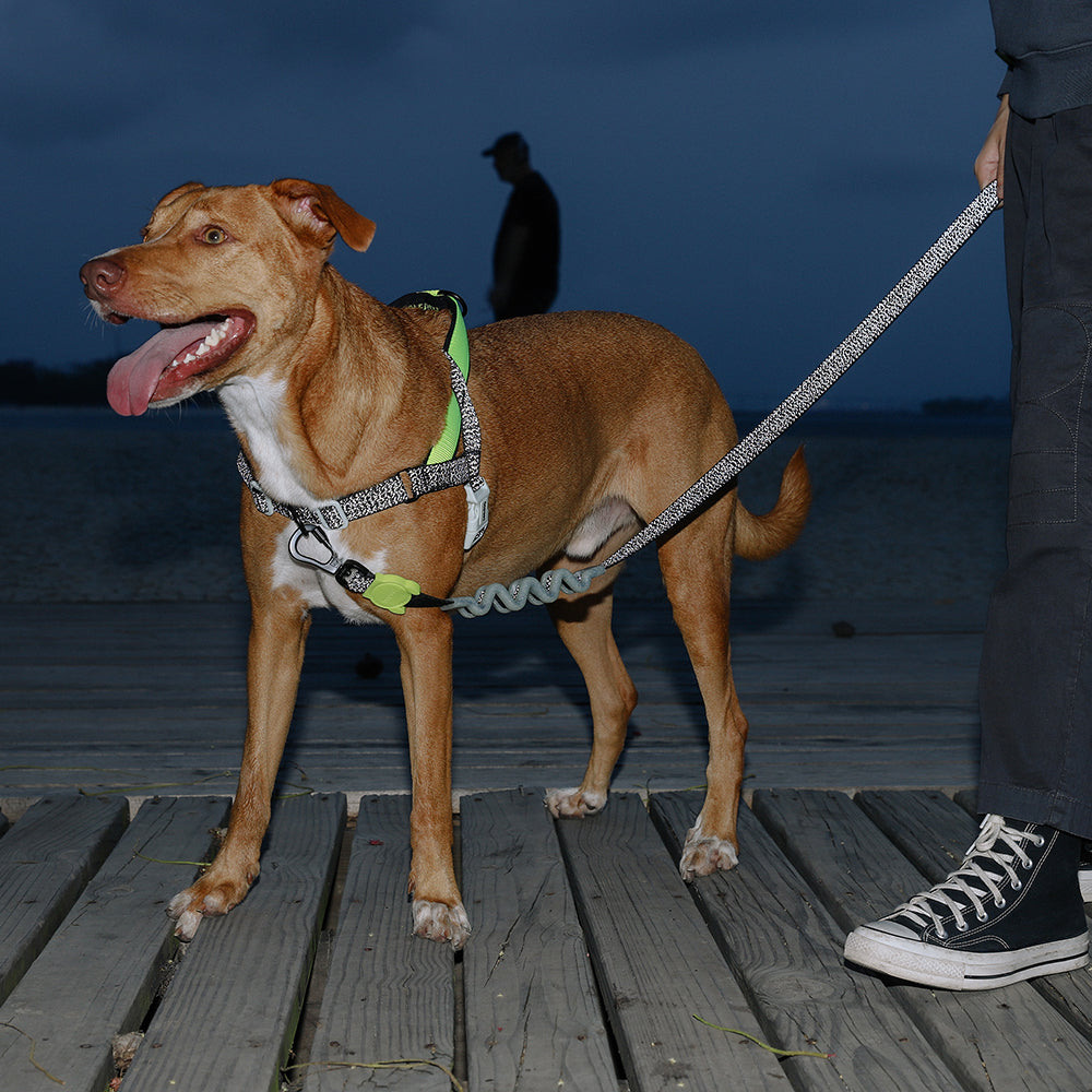 999159 NOX RUFF LEASH S ノックス ラフリード S – zee.dog Japan