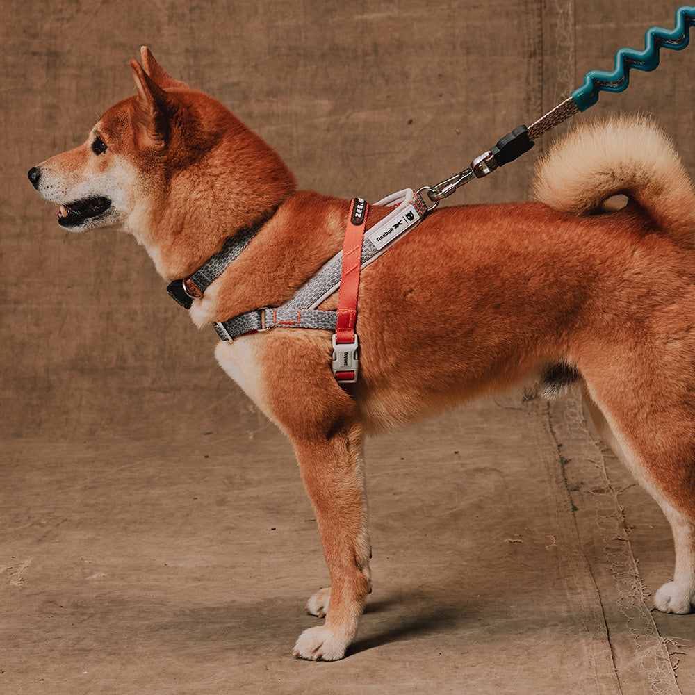 SOFTER WALK HARNESS – zee.dog Japan