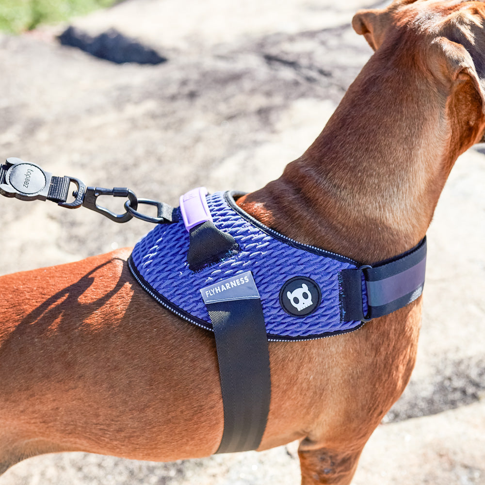 570902 WICKED FLY HARNESS S ウィキッド フライハーネス S – zee.dog